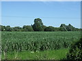 Crop field off Haslingfield Road