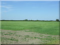 TL4053 : Crop field off Barton Road, Haslingfield  by JThomas