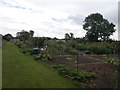 Allotments - Acaster Lane