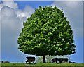 Chedworth: A solitary tree providing shelter from the sun