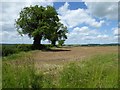 Trees in a hedgerow