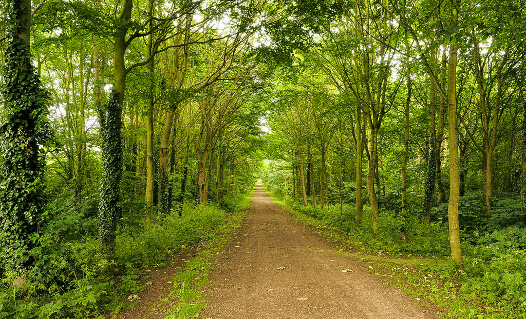 Dirt road on Lambton estate © Trevor Littlewood :: Geograph Britain and ...