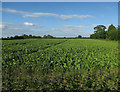 Field by Hinxton High Street