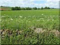 Farmland to the east of Great Rollright