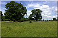 Meadows and trees off the Hertfordshire Way