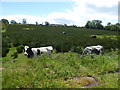 Cattle in a rushy field, Badoney