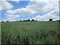 Field of oats near Mitcheldean