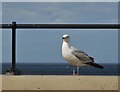 Redcar seagull on the wall of The Esplanade