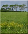 Field and trees near Gransmoor