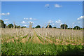 Field of runner beans