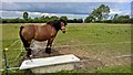 En suite field with bath, suitable for horse play