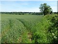 Wheat field at Neen Savage