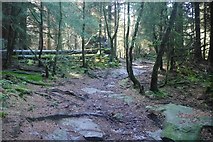NS8384 : Path, Tor Wood by Richard Webb