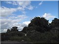 Bushes by Irthlingborough Road