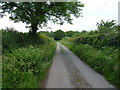 On the lane passing Bryngors Uchaf