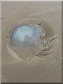SS4299 : Dead jellyfish on the beach by Richard Law