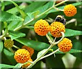 Orange Ball Tree and a bee in Staithes