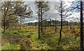 NH5853 : Monadh Mòr bog forest by valenta