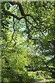 Sycamores near Embridge Cross