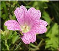 Insect on cranesbill near Smallcombe Cross