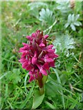 NF8776 : Orchids in the machair at Hornais by Gordon Brown
