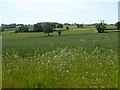 Arable farmland