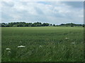 Cereal crop near Saham Toney