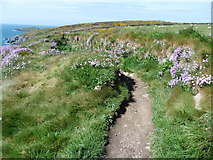 SM7323 : The Pembrokeshire Coast Path near Porthllisky by Dave Kelly