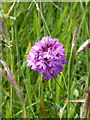 Orchid in St. Uny churchyard, Lelant