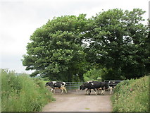 W9483 : On the way to the milking parlour by Jonathan Thacker