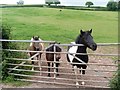 Towerhill horses