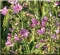 Common Mallow (Malva sylvestris) - flowers