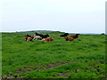 Cattle, Clare Upper