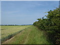 TQ4790 : Hedgerow and crops on Furze House Farm by Marathon
