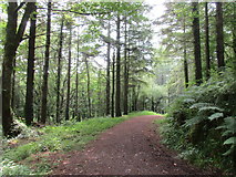 W3865 : Path in Kilmurry Wood by Jonathan Thacker