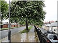 Street tree on Fordfield Road