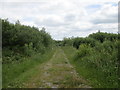W5665 : Woodland track near Mylane Cross Roads by Jonathan Thacker