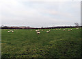 Sheep and field near to Somerby Lodge