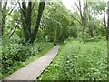 Boardwalk in woodland below Bourne Pond