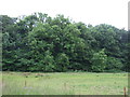 Woodland near Inveravon