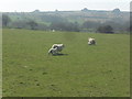 SN0936 : Sheep Pasture near Pentre Ifan Burial Chamber by Anthony Parkes