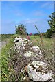 Stone wall by Pungies Lane