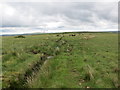 ND1161 : Grazing and drainage ditch at Hill of Sour by John Ferguson