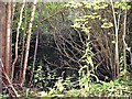 Pond at Meadowland, Brede High Woods