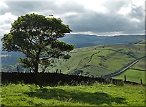 SK2581 : Tree on the edge of Hathersage Moor by Neil Theasby
