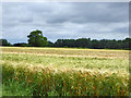 Field of barley