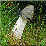 NT4936 : A Stinkhorn (Phallus impudicus) by Walter Baxter