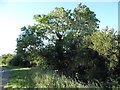 Small tree by Bedford Road, Sharnbrook