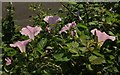 Bindweed above Sherwell Lane