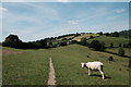 ST7166 : Cotswold Way to Pendean Farm by John Winder